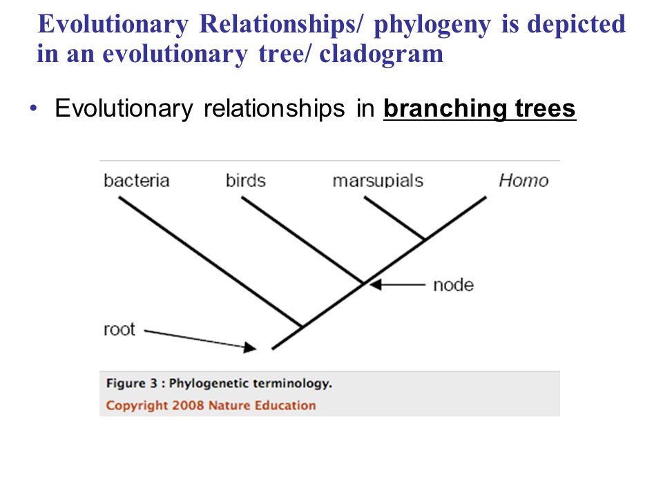 Diagraming Evolution, or How to read a Cladogram